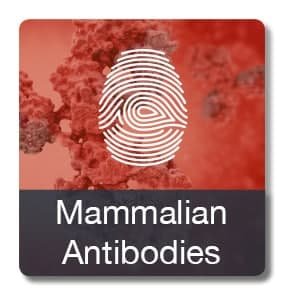 Mammalian button