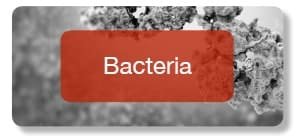 Bacteria