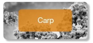 Carp antibodies