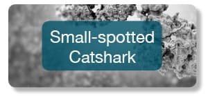 Small-spotted catshark antibodies