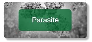 Parasite