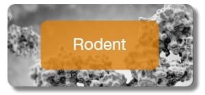 Rodent