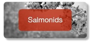 Salmonids antibodies