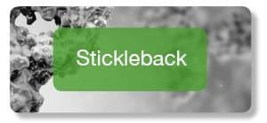 Stickleback antibodies