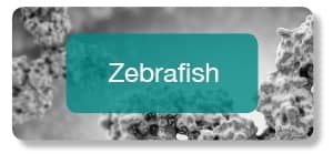 Zebrafish antibodies