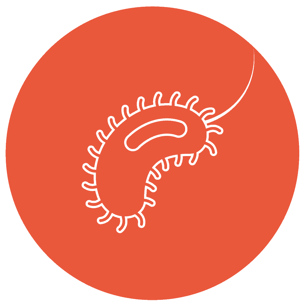 Flagellin recombinant proteins